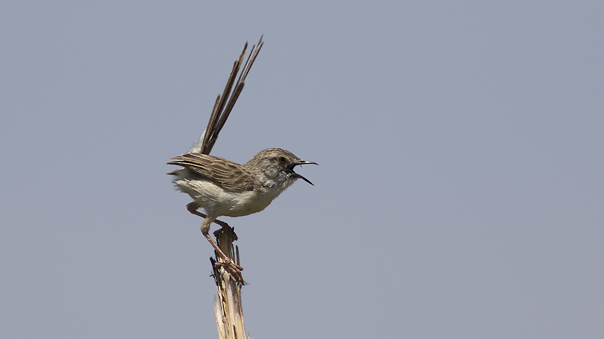 Graceful Prinia
